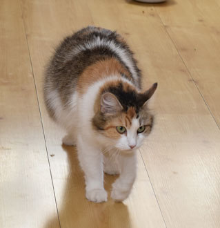 sibirisk katt Colbie