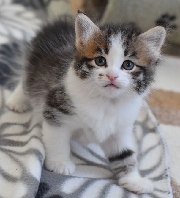 sibirisk kattunge Electra
