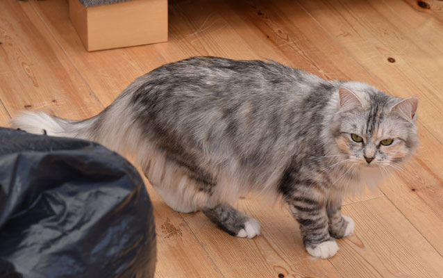 sibirisk katt Zinnie
