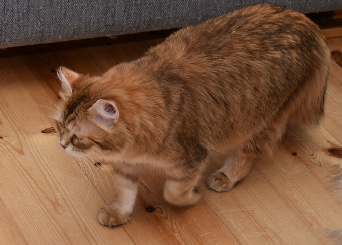 sibirisk katt Uni