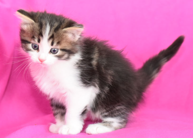 sibirisk kattunge Elliot