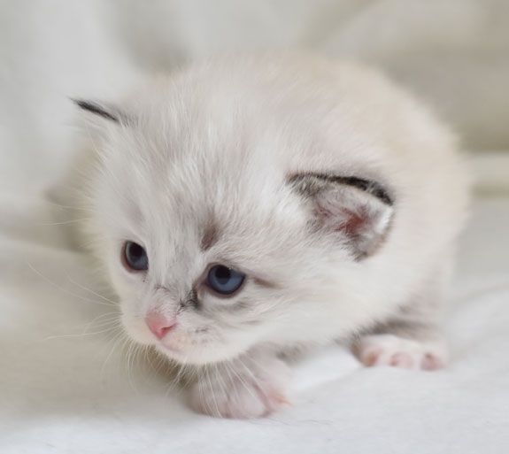 sibirisk kattunge Frieda