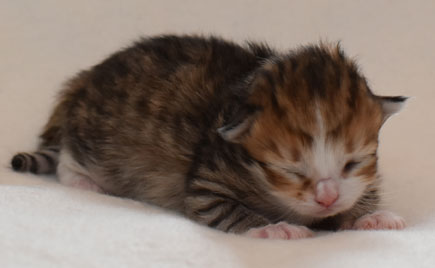 Sibirisk kattunge Galileos