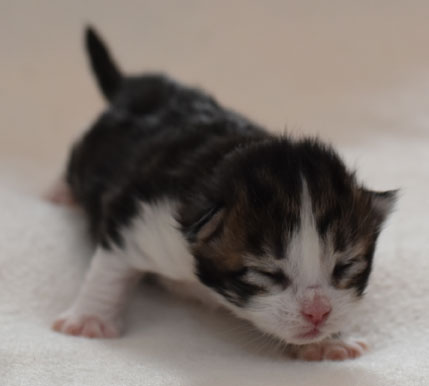 sibirisk kattunge Galina