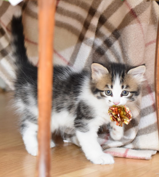 sibirisk kattunge Electra