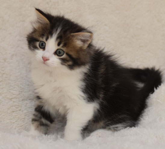 sibirisk kattunge Elliot