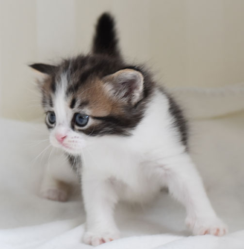 sibirisk kattunge Fink