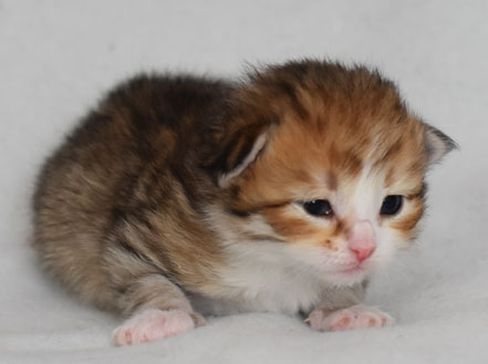 Sibirisk kattunge Galileo