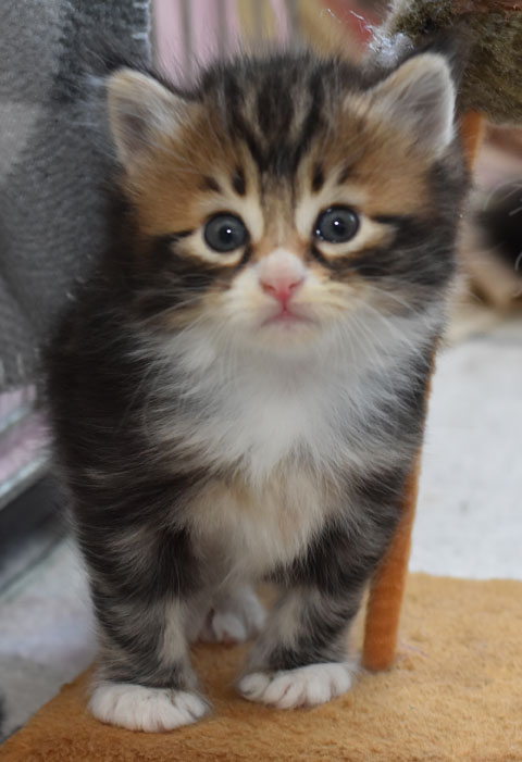 sibirisk kattunge Fox