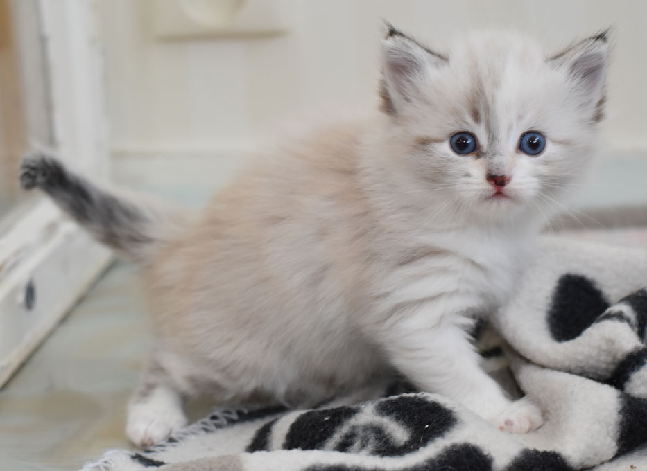 sibirisk kattunge Frigga