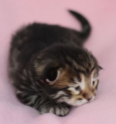 sibirisk kattunge Hadar