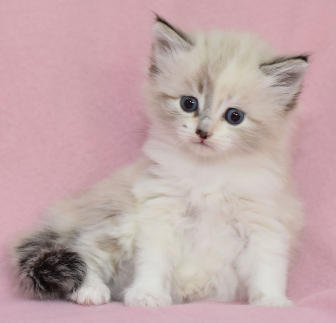 sibirisk kattunge Frigga