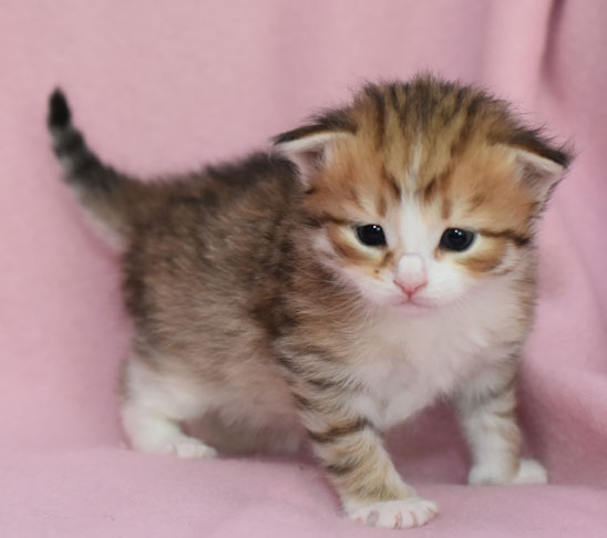 Sibirisk kattunge Galileo