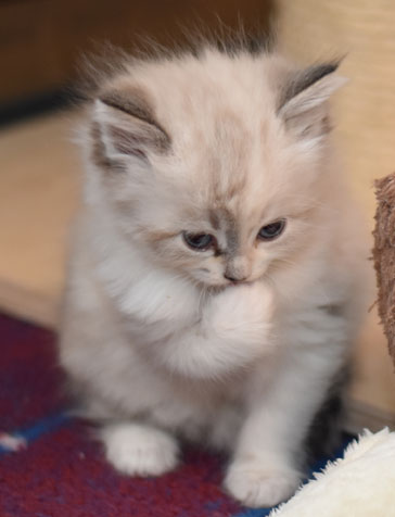 sibirisk kattunge Frigga