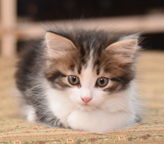 sibirisk kattunge