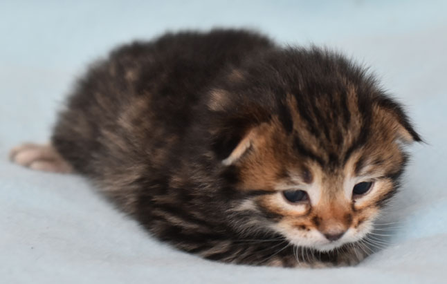 sibirisk kattunge Hadar