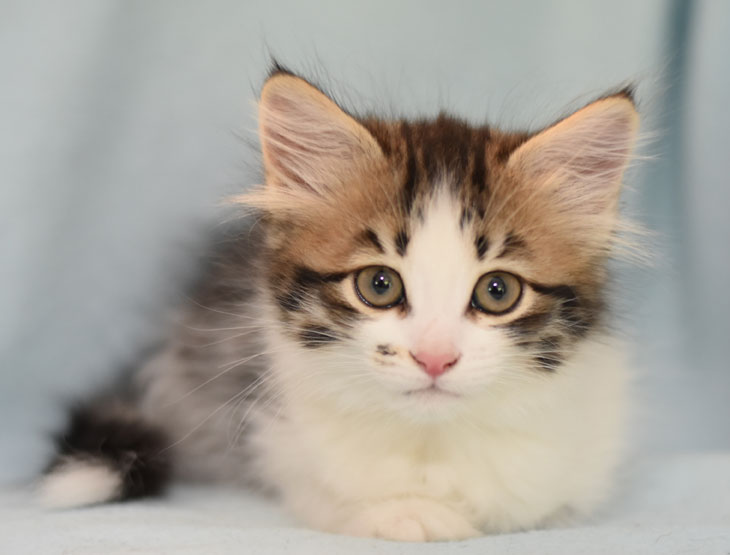 sibirisk kattunge Electra