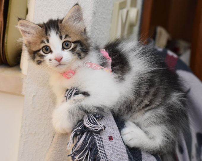 sibirisk kattunge Electra