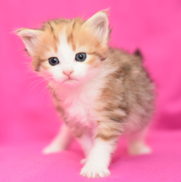 sibirisk kattunge Geisha