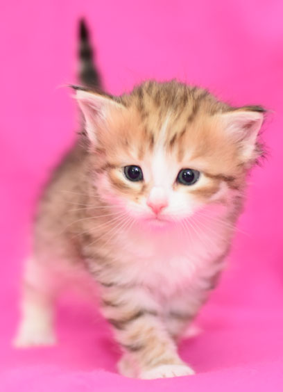 Sibirisk kattungw Galileo