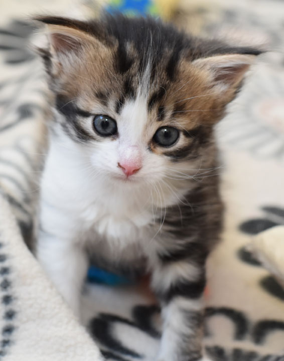 sibirisk kattunge Galina