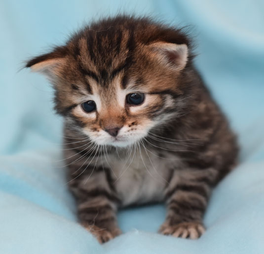 sibirisk kattunge Hadar