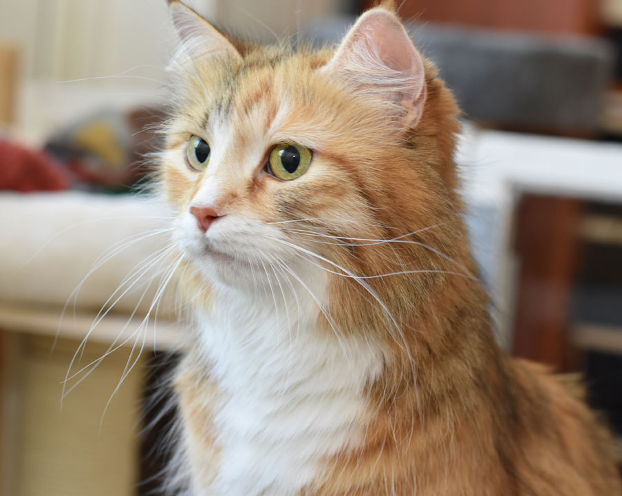 sibirisk katt Dani