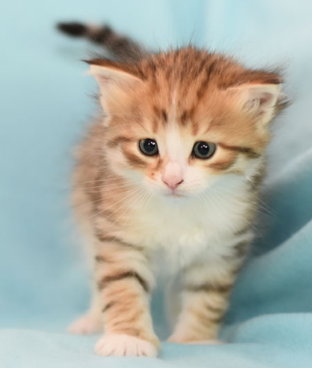 Sibirisk kattunge Galileo