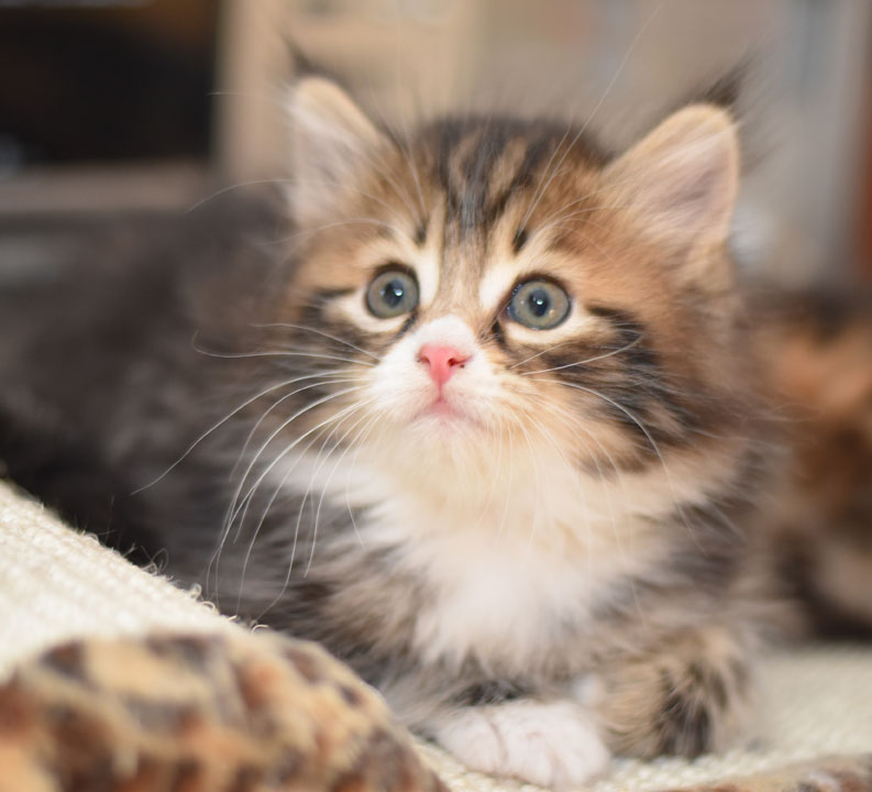sibirisk kattunge Fox
