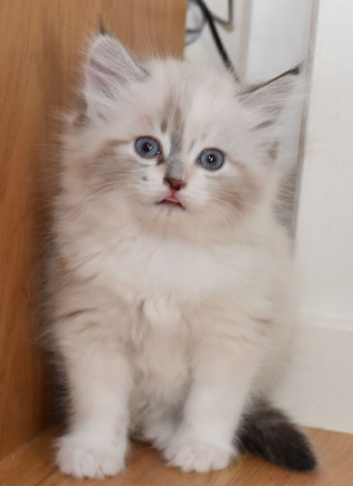 sibirisk kattunge Frigga
