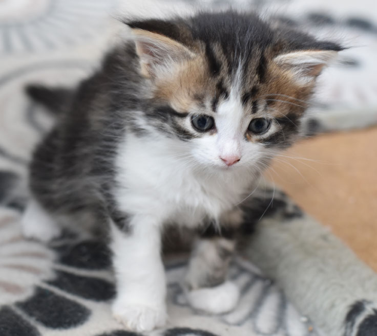 sibirisk kattunge Galina