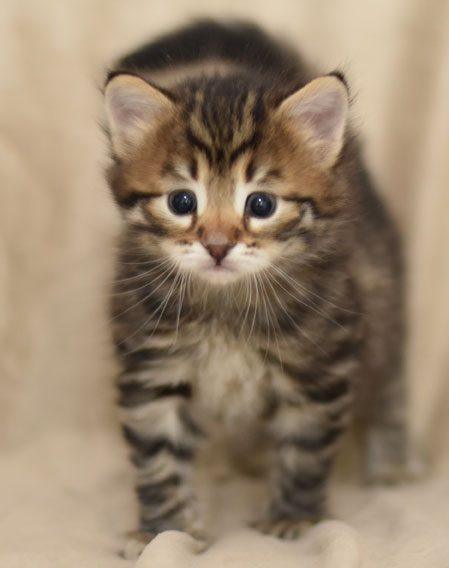 sibirisk kattunge Hadar