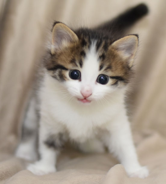 sibirisk kattunge Hubble