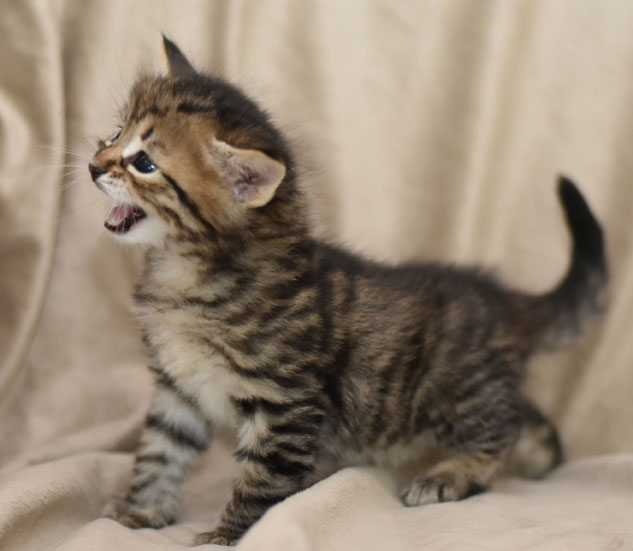 sibirisk kattunge Hektor