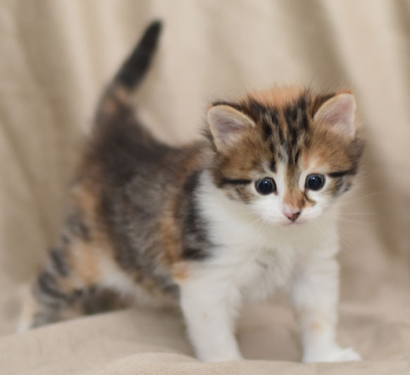 sibirisk kattunge Himalia