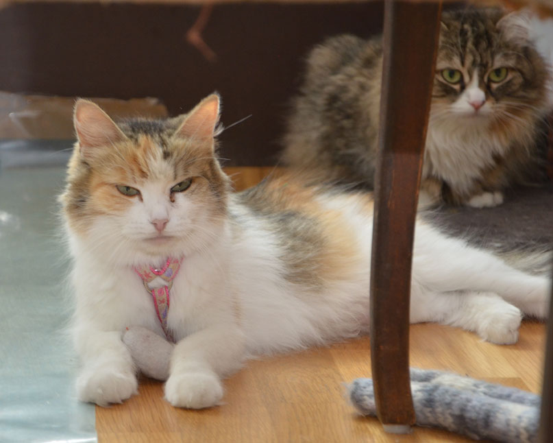 sibirisk katt Colbie Mitzi