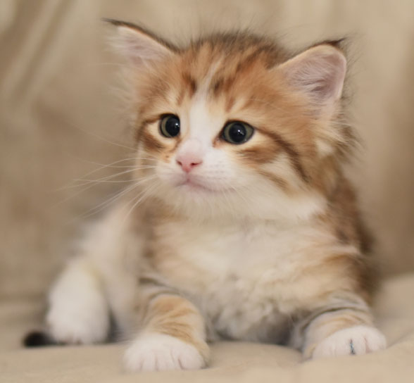 Sibirisk kattunge Galileo
