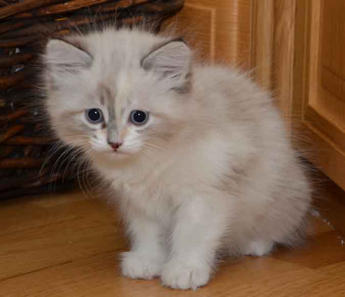 neva masquerae kattunge Frigga