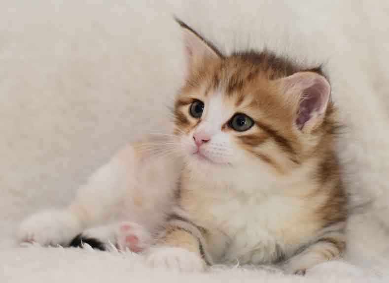 Sibirisk kattunge Galileo