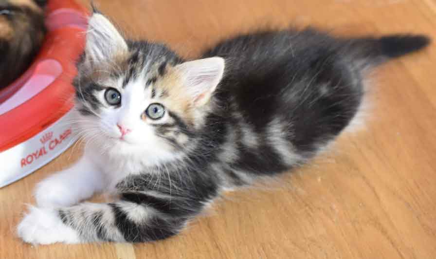 sibirisk kattunge Galina