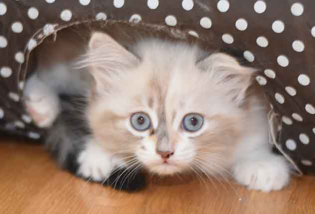 sibirisk kattunge Frigga