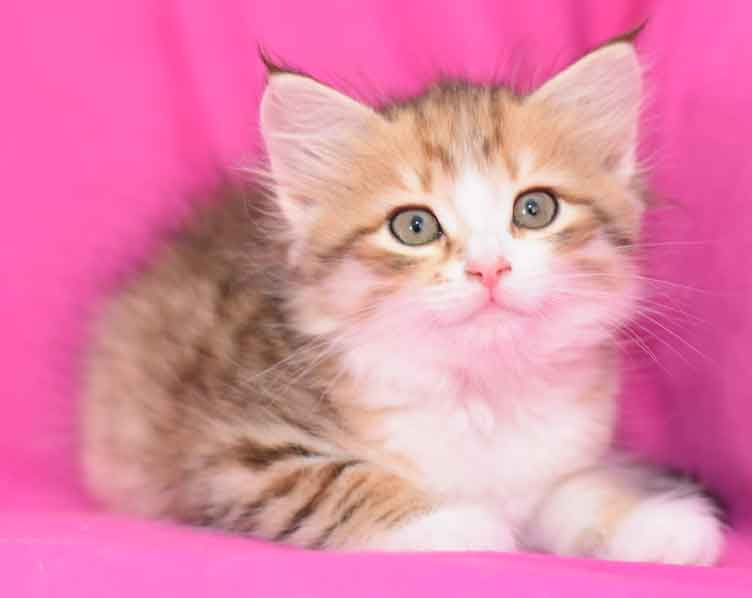 Sibirisk kattunge Galileo