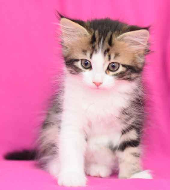 sibirisk kattunge Galina
