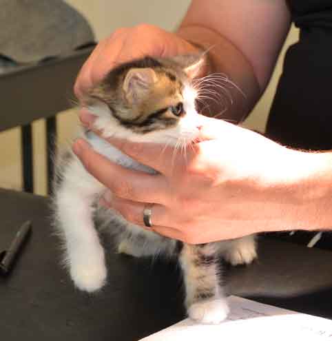 sibirisk kattunge Galina