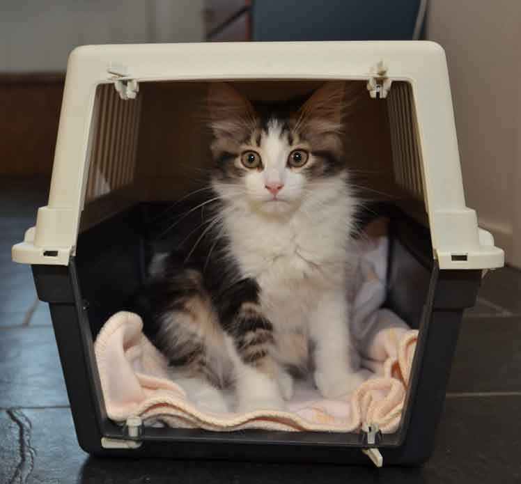 sibirisk kattunge Elliot