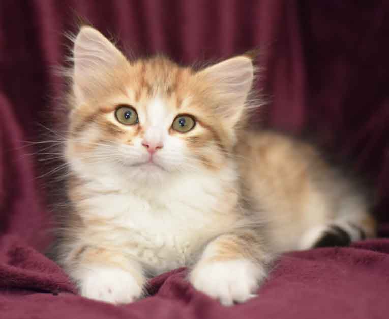Sibirisk kattunge Galileo