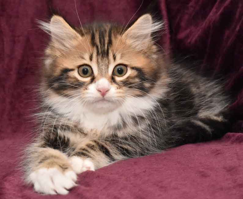 sibirisk kattunge Fox
