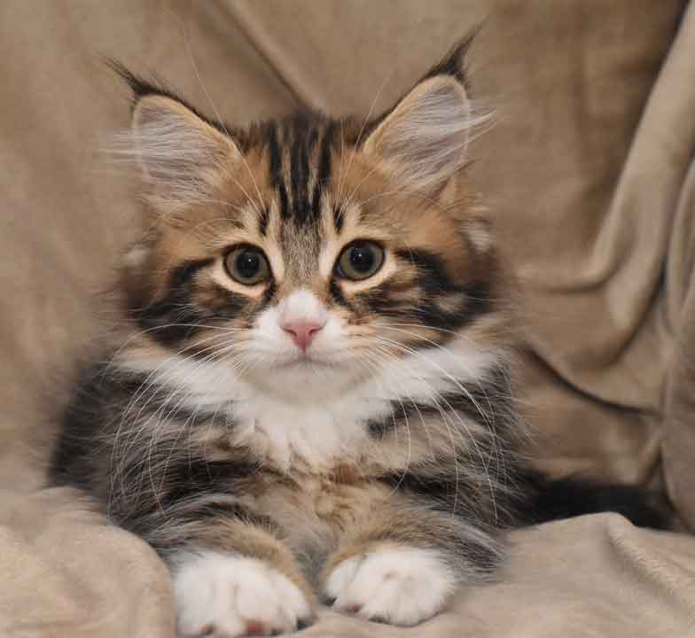 sibirisk kattunge Fox