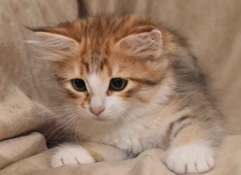 Sibirisk kattunge Galileo