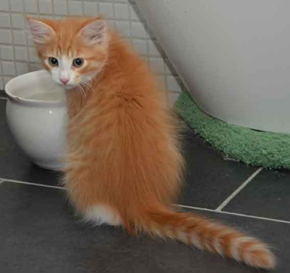 sibirisk kattunge Gomes